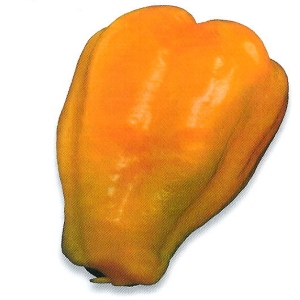 Chilli Scotch Big Sun